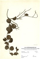 藏品(細葉鐵牛入石)的圖片